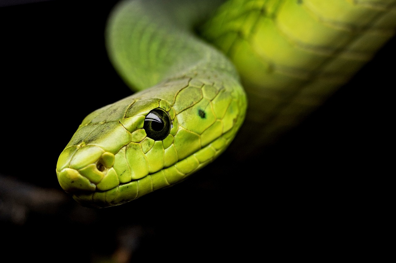 The Four Most Venomous Snakes: A Look into the Lethal Quartet