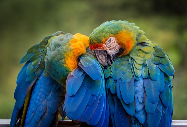 The Colorful World of Parrots: Understanding Their Behavior, Care, and Conservation