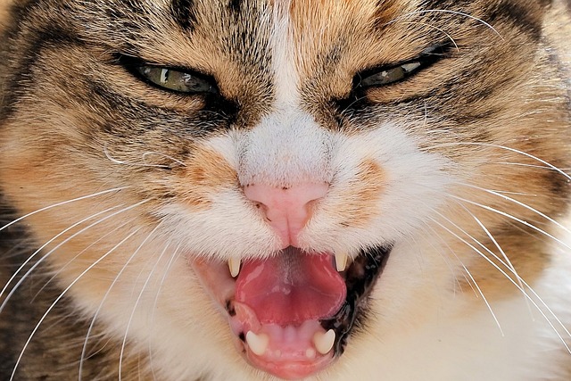 How to Manage Aggressive Behavior in Cats