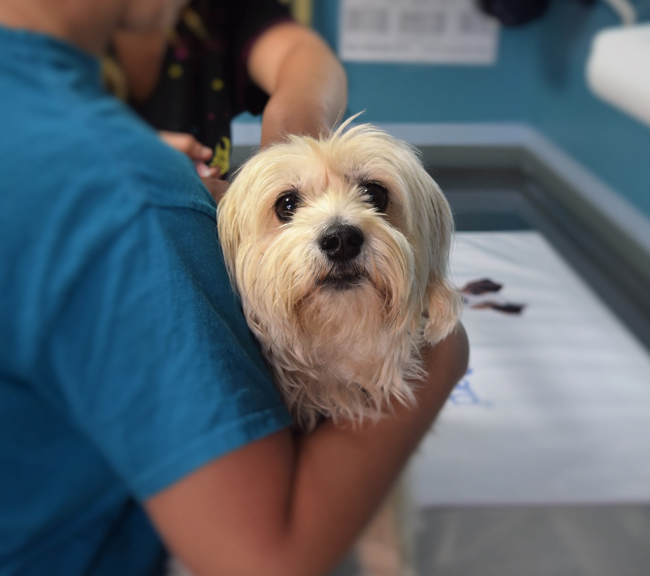 The Importance of Regular Vet Check-ups: Your Roadmap to a Long, Healthy, and Happy Life for Your Furry Friend